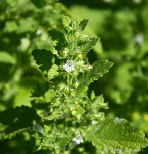 Секреты здоровья: травы, которые помогут избежать болезней и замедлить старение