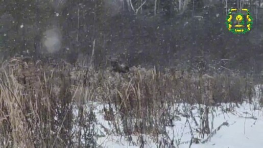 Прогуливающегося по лесу лося удалось снять в Воротынском округе