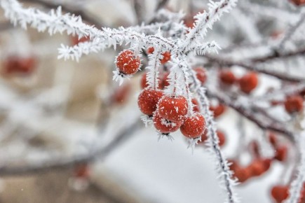 Снегопад прогнозируют на весь день 8 января